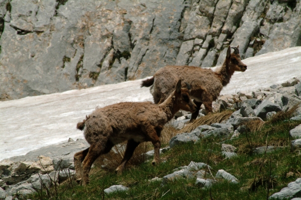 Camoscio d''Abruzzo Rupicapra pyrenaica ornata